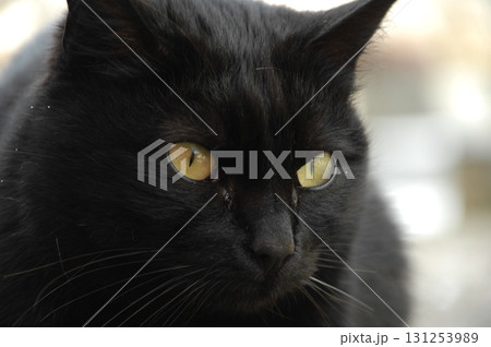 Cat at Home Garden 131253989