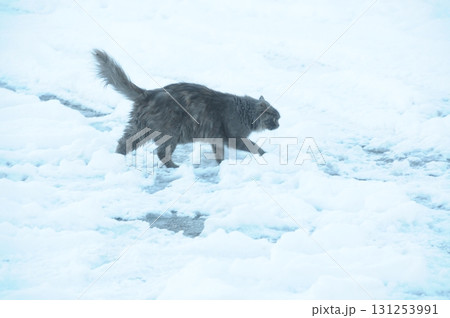 Cat at Home Garden 131253991