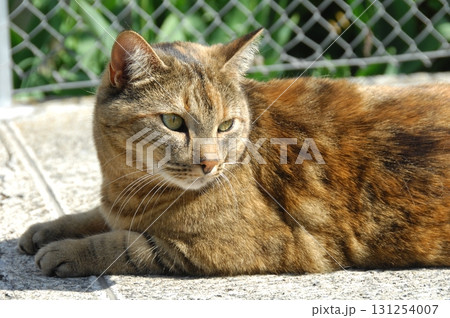 Cat at Home Garden 131254007