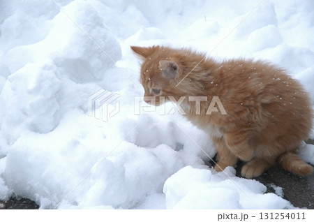Cat at Home Garden 131254011
