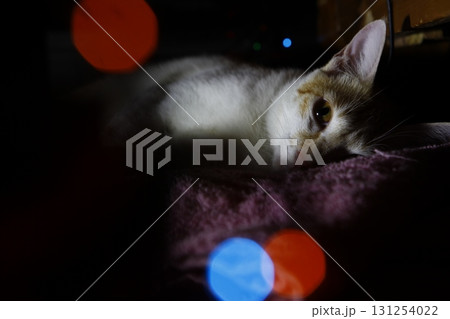 Cat in the Home Cat in the Home 131254022
