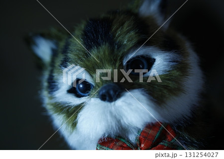 Cat in the Home Cat in the Home 131254027