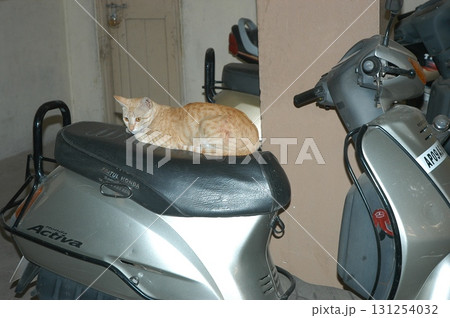 Cat in the Home 131254032