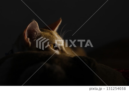 Cat in the Home 131254038