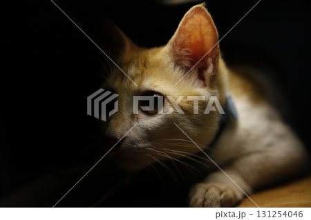 Cat in the Home 131254046