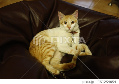 Cat in the Home 131254054