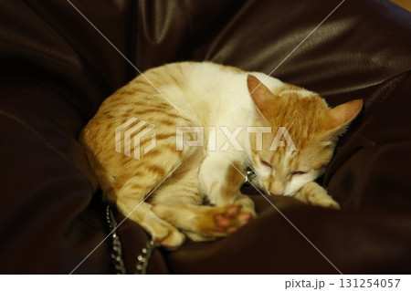 Cat in the Home Cat in the Home 131254057