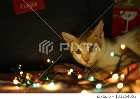 Cat in the Home Cat in the Home 131254058