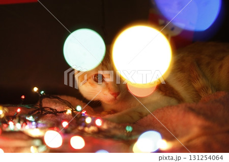 Cat in the Home Cat in the Home 131254064