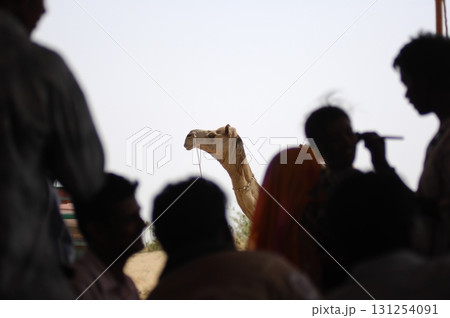 Camels in a Desert Rajasthan India 131254091