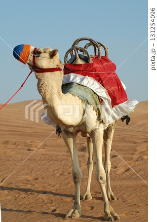 Camels in a Desert Rajasthan India Camels in a Desert Rajasthan India 131254096
