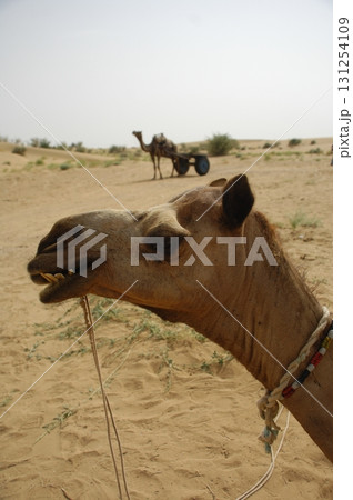 Camels in a Desert Rajasthan India Camels in a Desert Rajasthan India 131254109