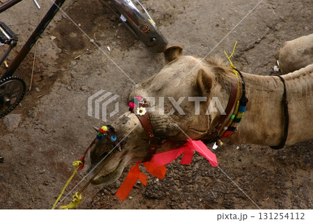 Camels in a Desert Rajasthan India Camels in a Desert Rajasthan India 131254112