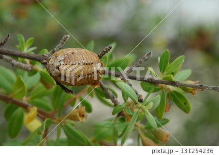 Pupa of a Butterfly on a plant 131254236