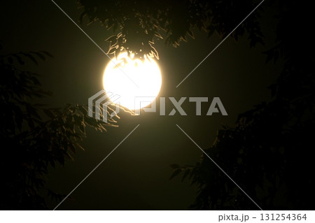 森から見た満月 森から見た満月 131254364