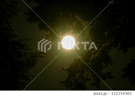 森から見た満月 131254365