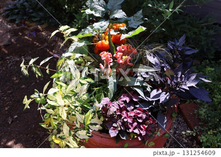 ハロウイン仕様の寄せ植え 131254609