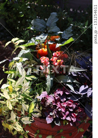 ハロウイン仕様の寄せ植え 131254611