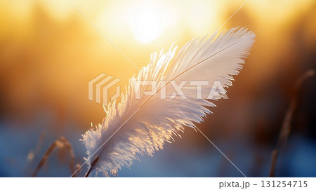 feather on a mirror surface warm sunset color ease concept 131254715