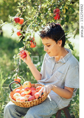 Child picking ripe apples from a tree in sunny orchard, holding a basket during harvest season, symbolizing organic farming, healthy lifestyle, natural food, countryside traditions, and autumn produce 131254992