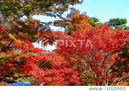 爽やかな秋空と鮮やかな紅葉 爽やかな秋空と鮮やかな紅葉 131255015