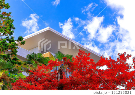 庭先の紅葉で紅葉狩り 庭先の紅葉で紅葉狩り 131255021