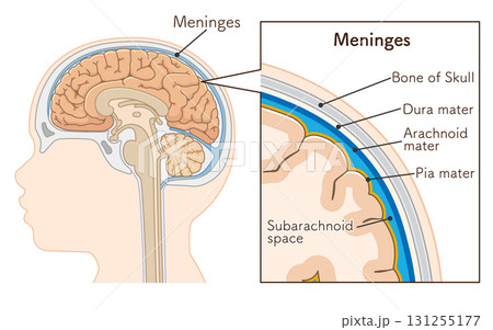 小児 こどもの大脳と髄膜 Children's cerebrum and meninges 131255177