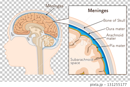 小児 こどもの大脳と髄膜 Children's cerebrum and meninges 131255177