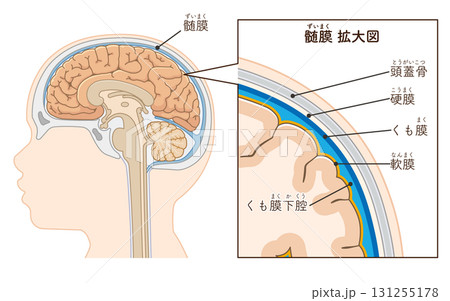 小児 こどもの大脳と髄膜 Children's cerebrum and meninges 小児 こどもの大脳と髄膜 Children's cerebrum and meninges 131255178