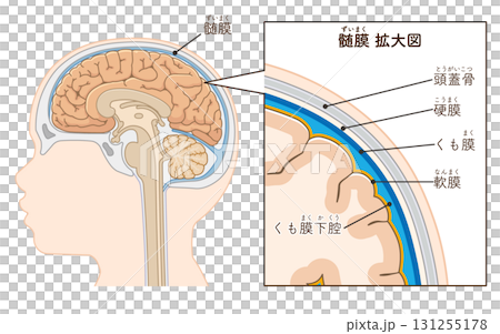 兒童大腦與腦膜 兒童大腦與腦膜 131255178