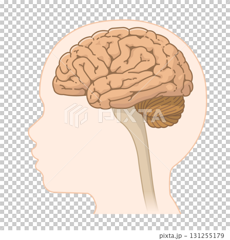 兒童大腦、小腦 131255179