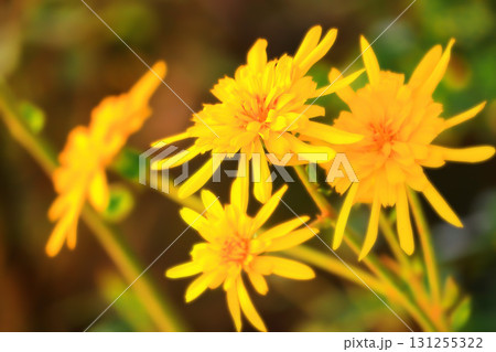 鮮やかな八重咲きの石蕗 131255322