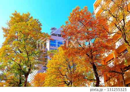 爽やかな青空とプラタナスの街路樹 131255325