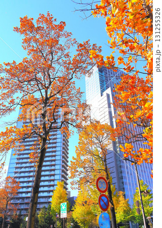 高層ビルと黄葉のプラタナス 131255326