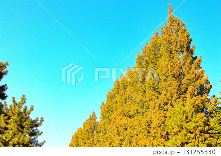 快晴の青空と黄葉のメタセコイア 131255330