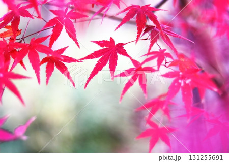 真っ赤に染まったモミジ 131255691