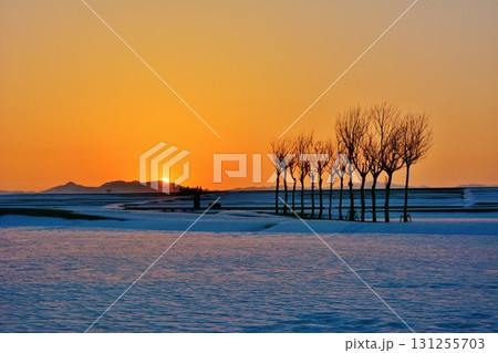 雪原のハサ木・朝焼けの夜明け 131255703