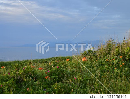 知床斜里町の海岸草原 知床斜里町の海岸草原 131256141