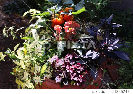 ハロウイン仕様の寄せ植え 131256248