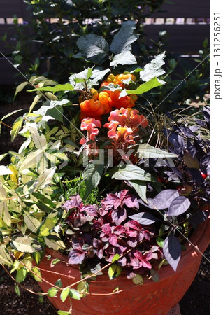 ハロウイン仕様の寄せ植え ハロウイン仕様の寄せ植え 131256251