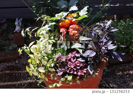 ハロウイン仕様の寄せ植え 131256253