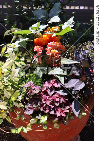 ハロウイン仕様の寄せ植え 131256256