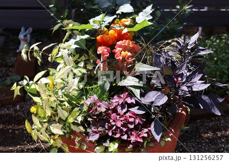 ハロウイン仕様の寄せ植え 131256257