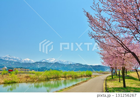 新潟県魚沼市魚野川桜づづみの桜 131256267
