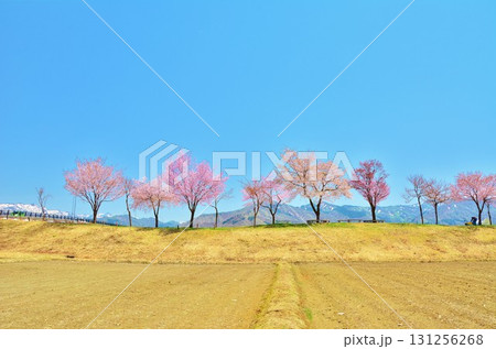 新潟県魚沼市魚野川桜づづみの桜 新潟県魚沼市魚野川桜づづみの桜 131256268