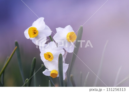 春の訪れを告げる水仙 131256313