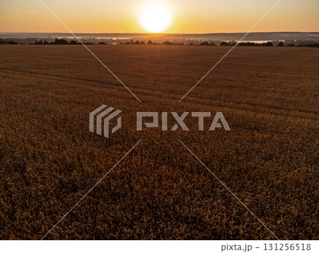 Golden Wheat Fields in Sunrise Light Golden Wheat Fields in Sunrise Light 131256518