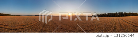 Panorama of Golden Wheat Field at Sunrise Panorama of Golden Wheat Field at Sunrise 131256544