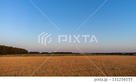 Golden wheat field in warm light with clear blue sky 131256555