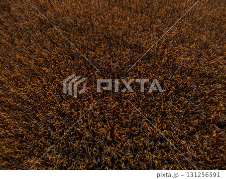 Aerial summer wheat field patterns look down 131256591